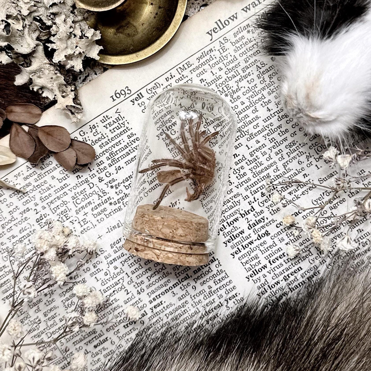 Petite Tarantula Molt in Glass Dome – No. 27