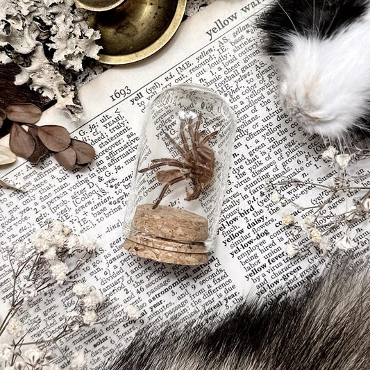Petite Tarantula Molt in Glass Dome – No. 27