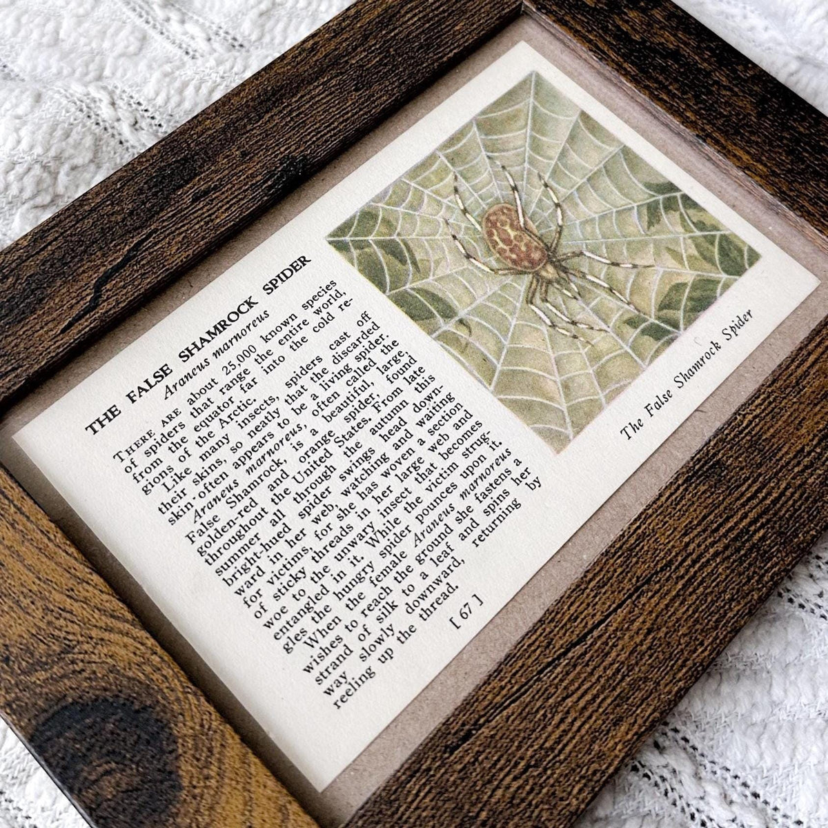1937 The False Shamrock Spider – 4x6 Framed Vintage 1930's Insect Book Page