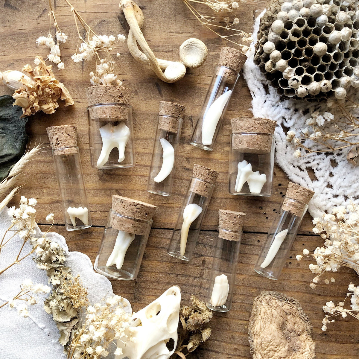 Real Mystery Tooth Specimen in Glass Vial