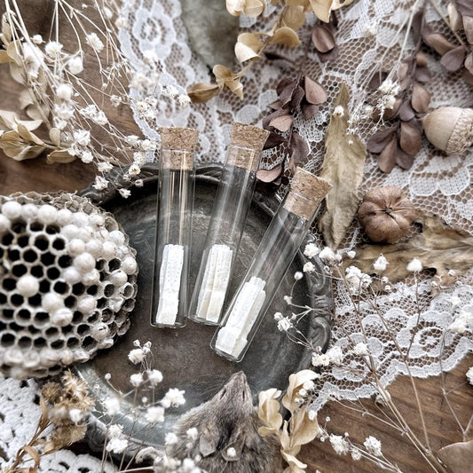 Real Armadillo Bone Plates in Glass Vial – No. 01