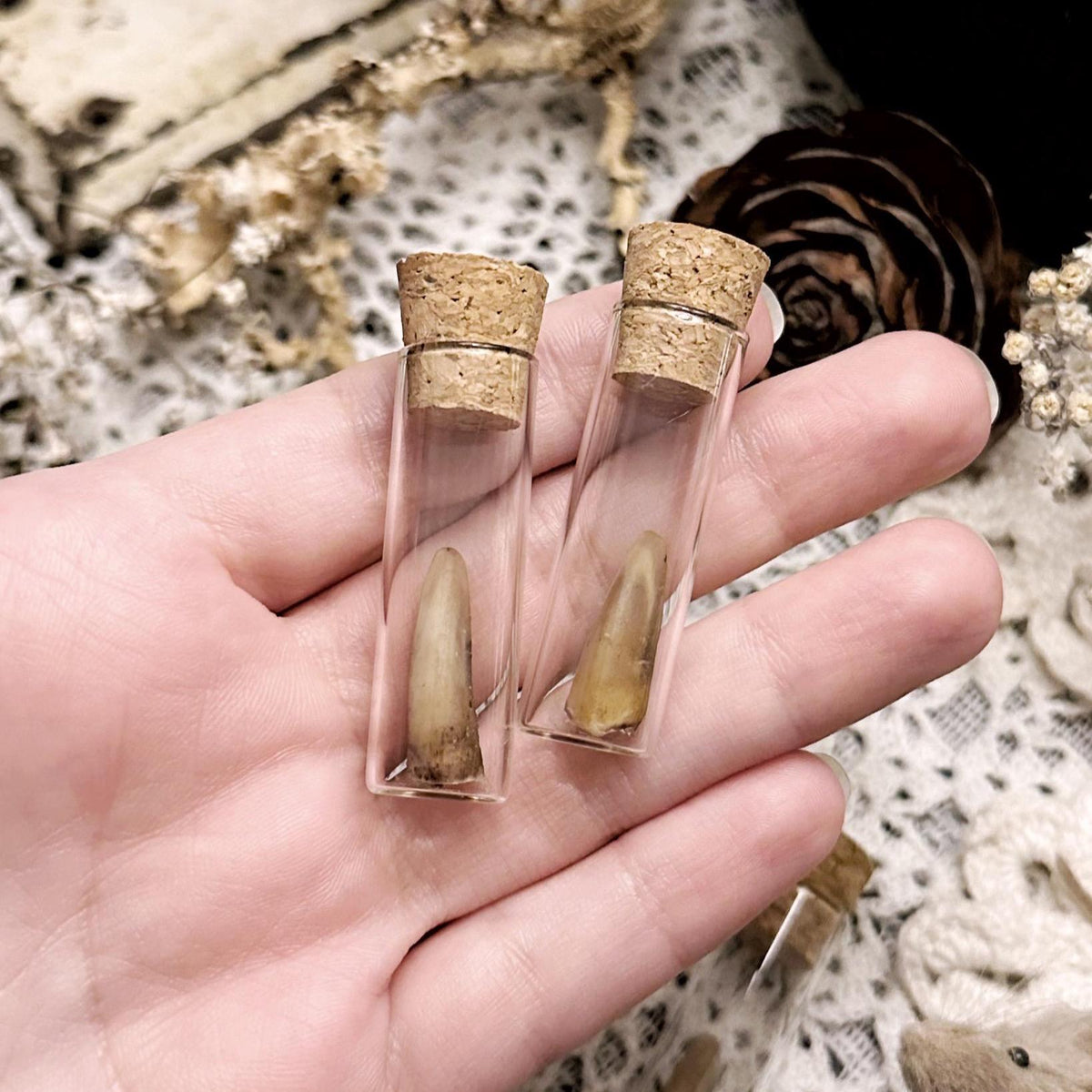 One Real Armadillo Claw in Glass Vial – No. 01