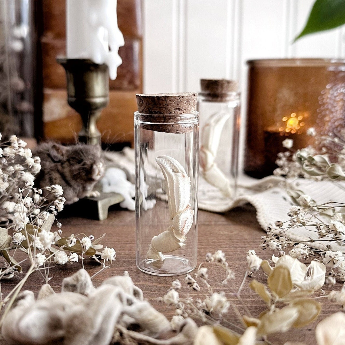 One Real Petite Dungeness Crab Claw in Glass Vial – No. 12