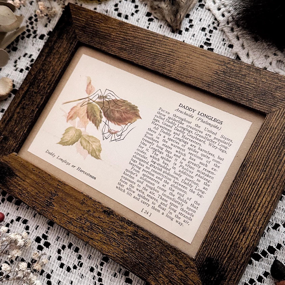 1937 Daddy Longlegs Spider – 4x6 Framed Vintage 1930's Book Page
