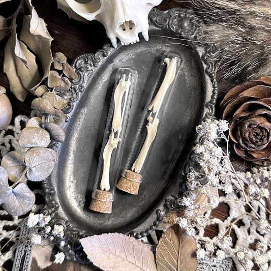 Real Rustic Rat Femur Bones in Glass Vial – No. 01