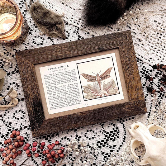 1934 Tersa Sphinx Moth – 4x6 Framed Vintage 1930's Book Page