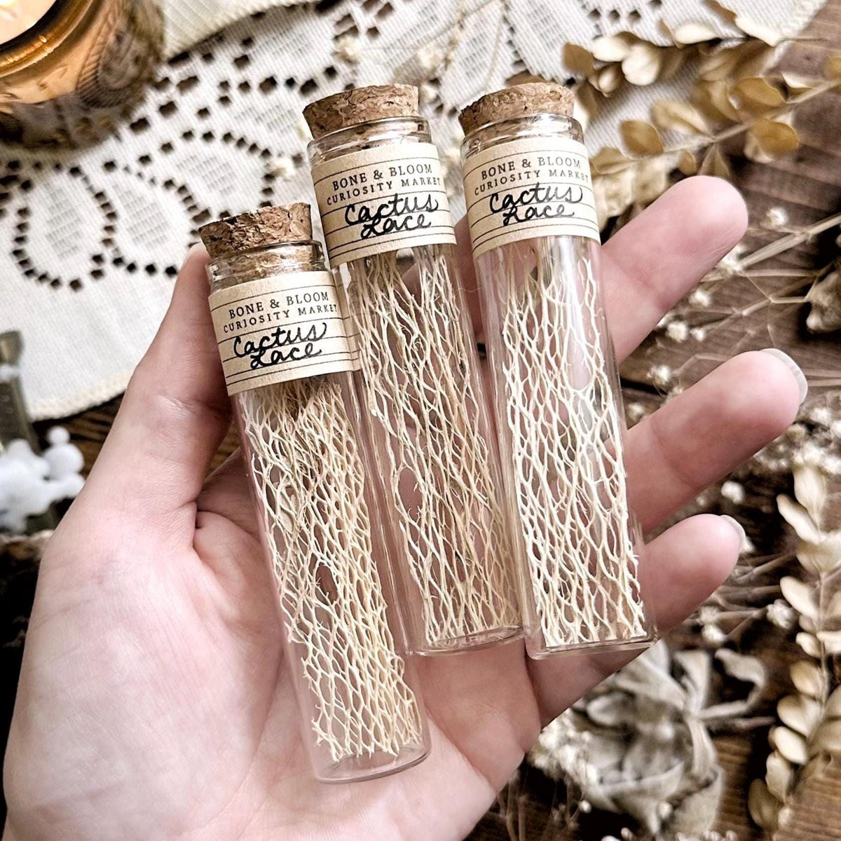 Real Dried Cactus Lace in Glass Vial