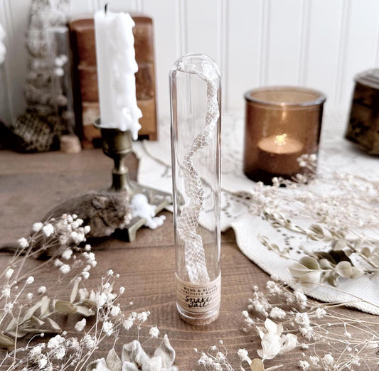 Real Snake Tail Shed in Glass Dome – No. 02