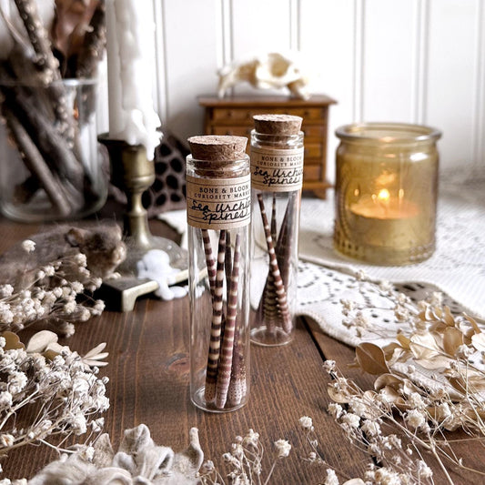 Real Large Tiger Sea Urchin Spines in Glass Vial – No. 01