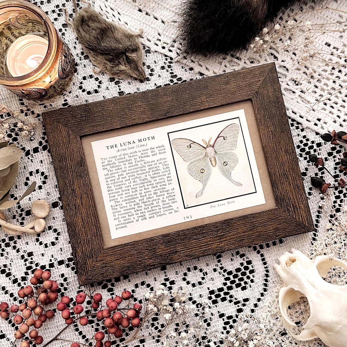 1934 The Luna Moth – 4x6 Framed Vintage 1930's Book Page