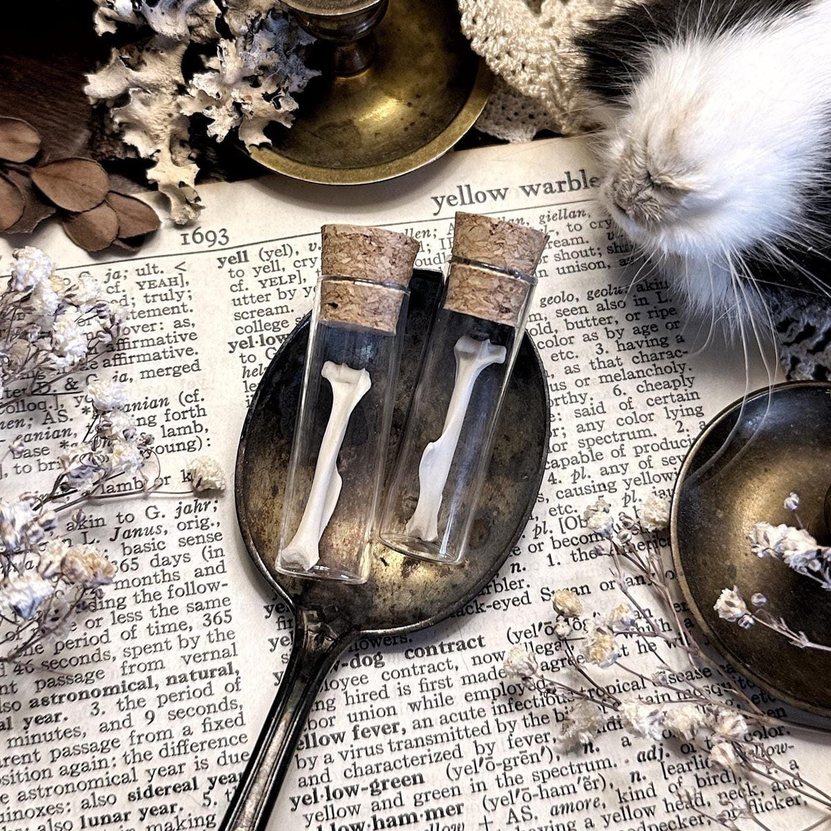 One Real Petite Rat Humerus Bone in Glass Vial – No. 01