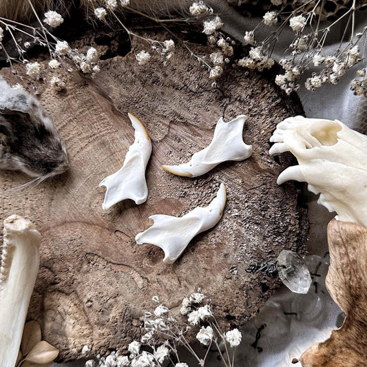 One Real Squirrel Jawbone