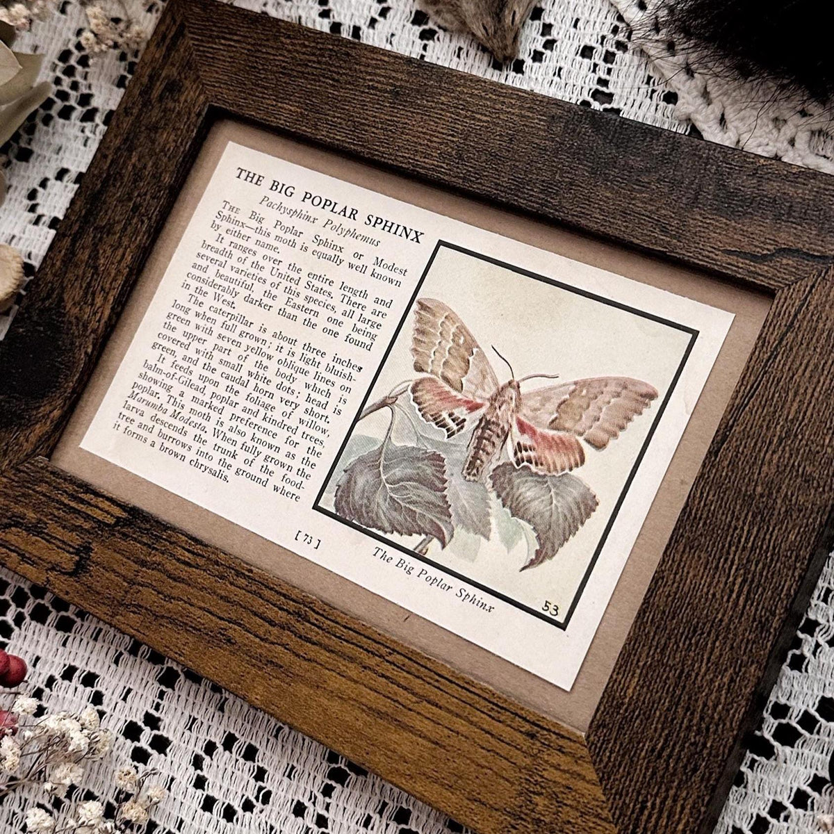 1934 Big Poplar Sphinx Moth – 4x6 Framed Vintage 1930's Book Page