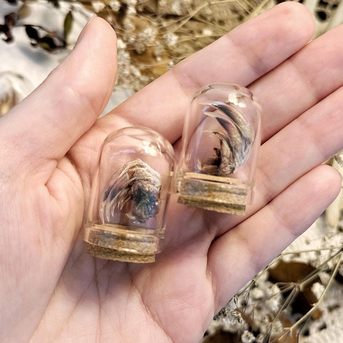 One Real Mummified Pocket Gopher Foot in Mini Glass Dome – No. 02