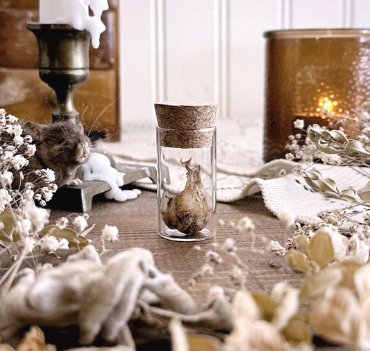 Real Baby Chicken Skull Fragment in Glass Vial – No. 02
