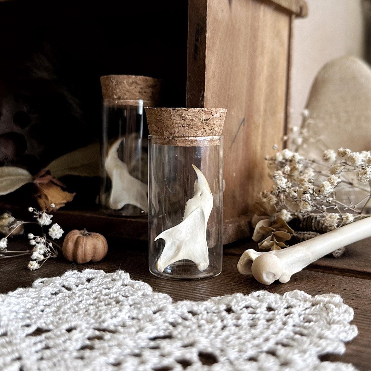 One Real Muskrat Jawbone in Glass Vial