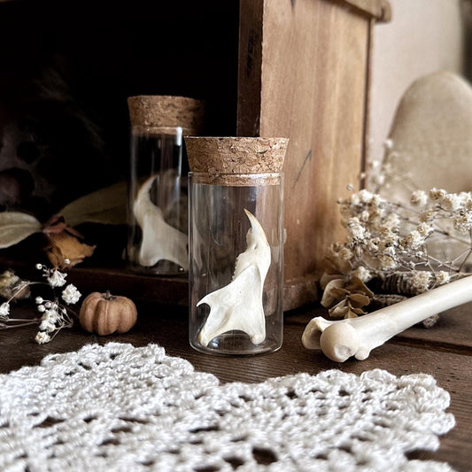 One Real Muskrat Jawbone in Glass Vial