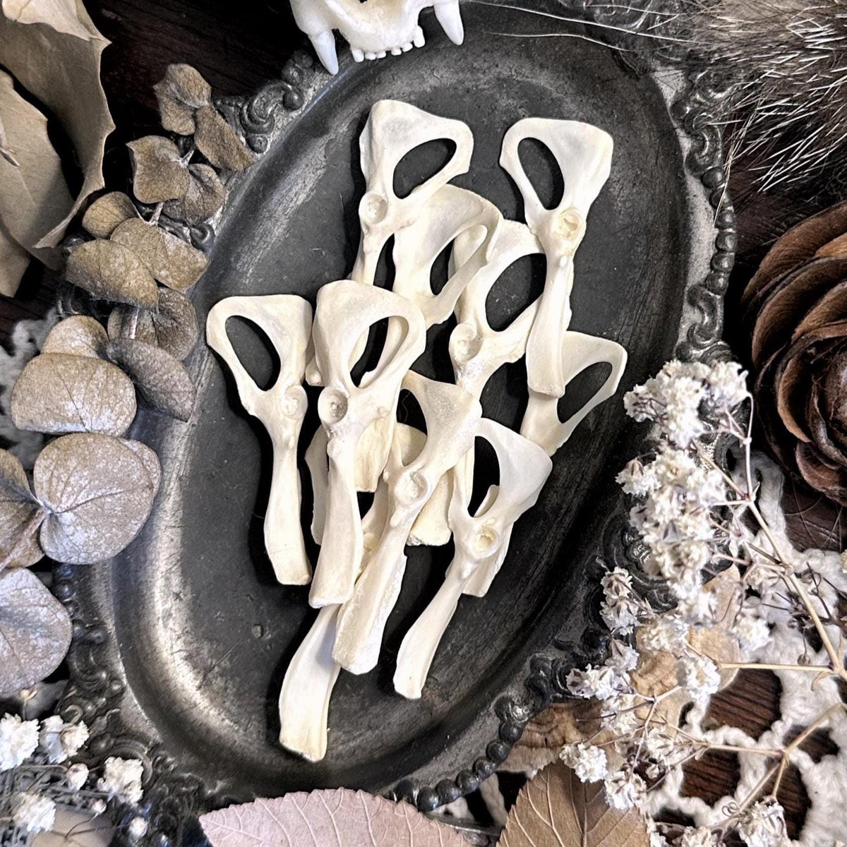 One Real Rat Pelvic Bone – No. 01
