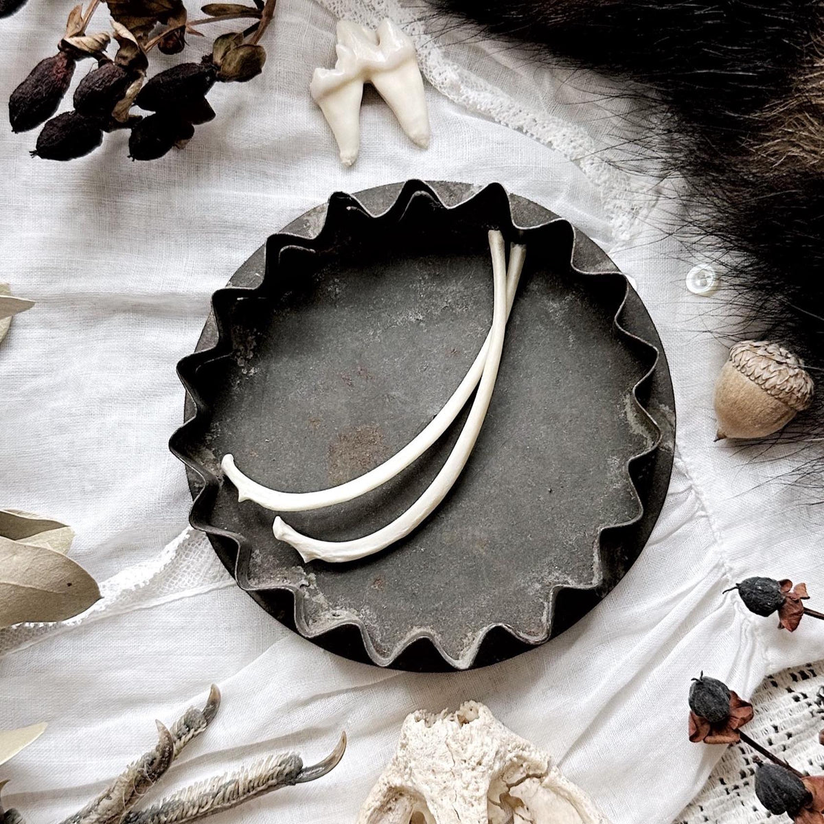 Real Pair of Rustic Opossum Rib Bones – No. 01