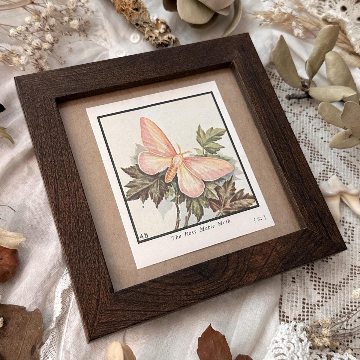 1934 The Rosy Maple Moth – 4x4 Framed Vintage 1930's Print