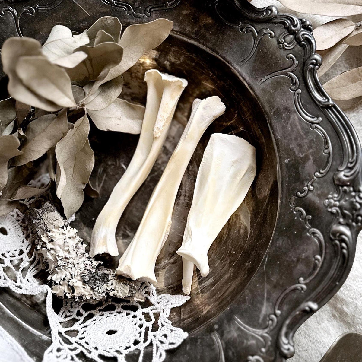 Collection of 3 Real Rustic Beaver Bones – No. 02