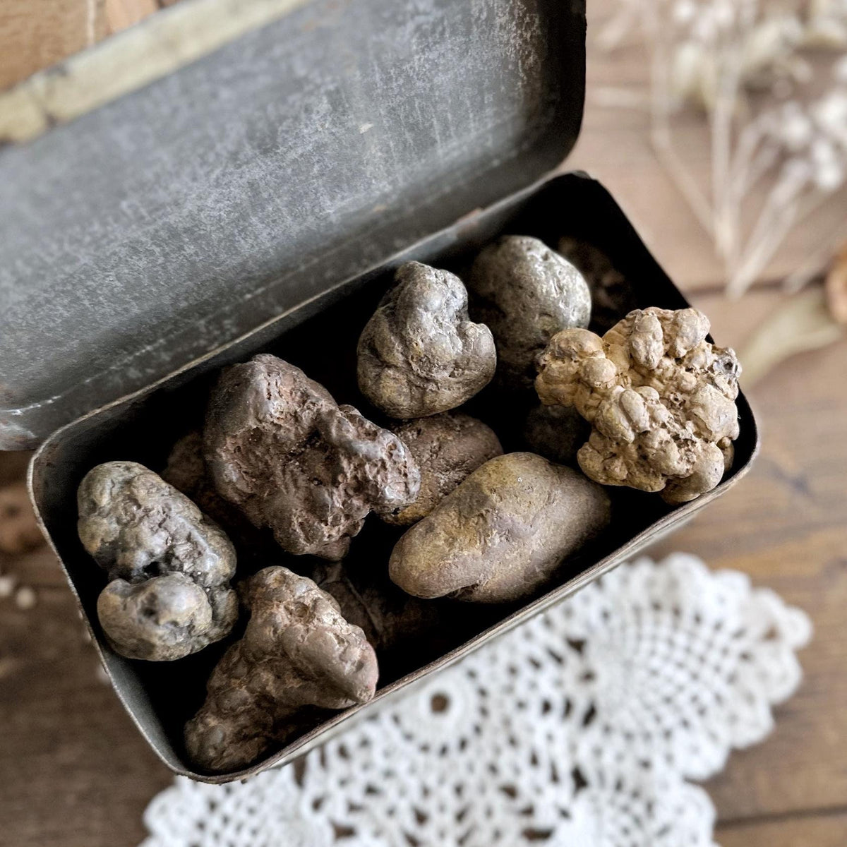 One Large Mystery Coprolite Fossil (Fossilized Poop)