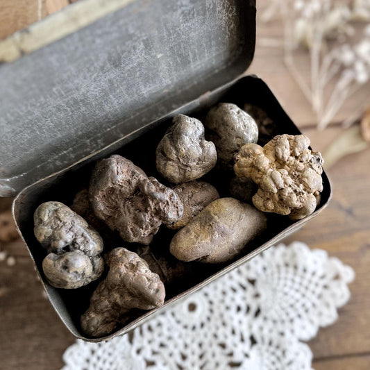 One Large Mystery Coprolite Fossil (Fossilized Poop)