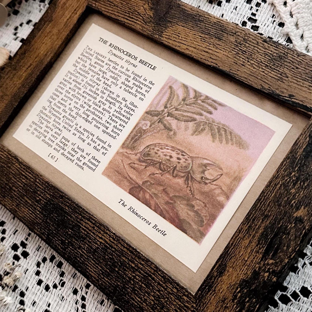 1937 The Rhinoceros Beetle – 4x6 Framed Vintage 1930's Book Page