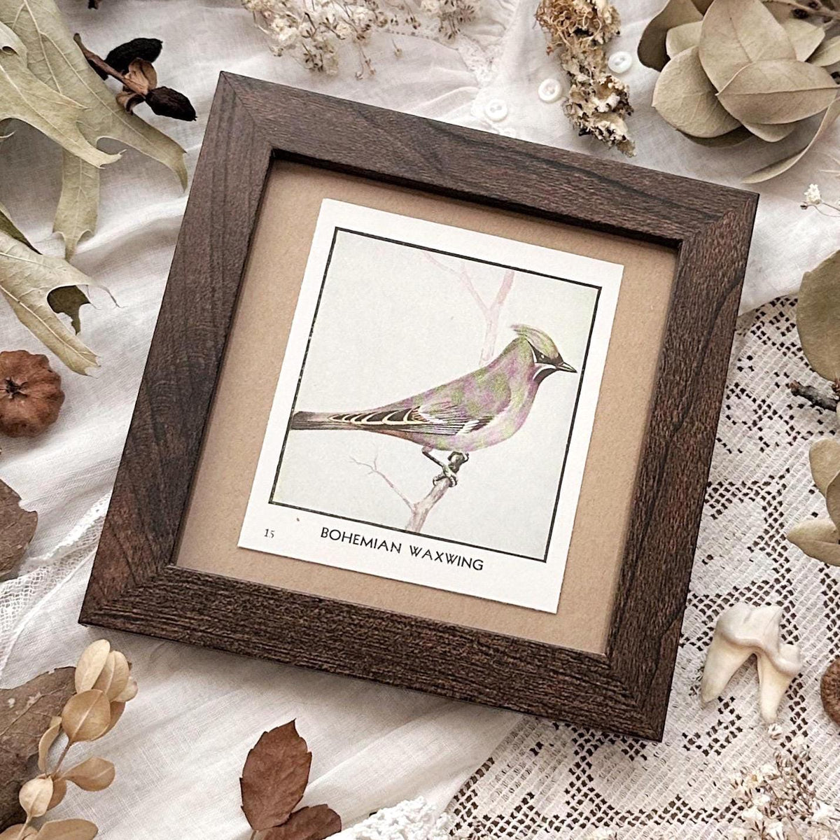 1931 The Bohemian Waxwing – 4x4 Framed Vintage 1930's Bird Print