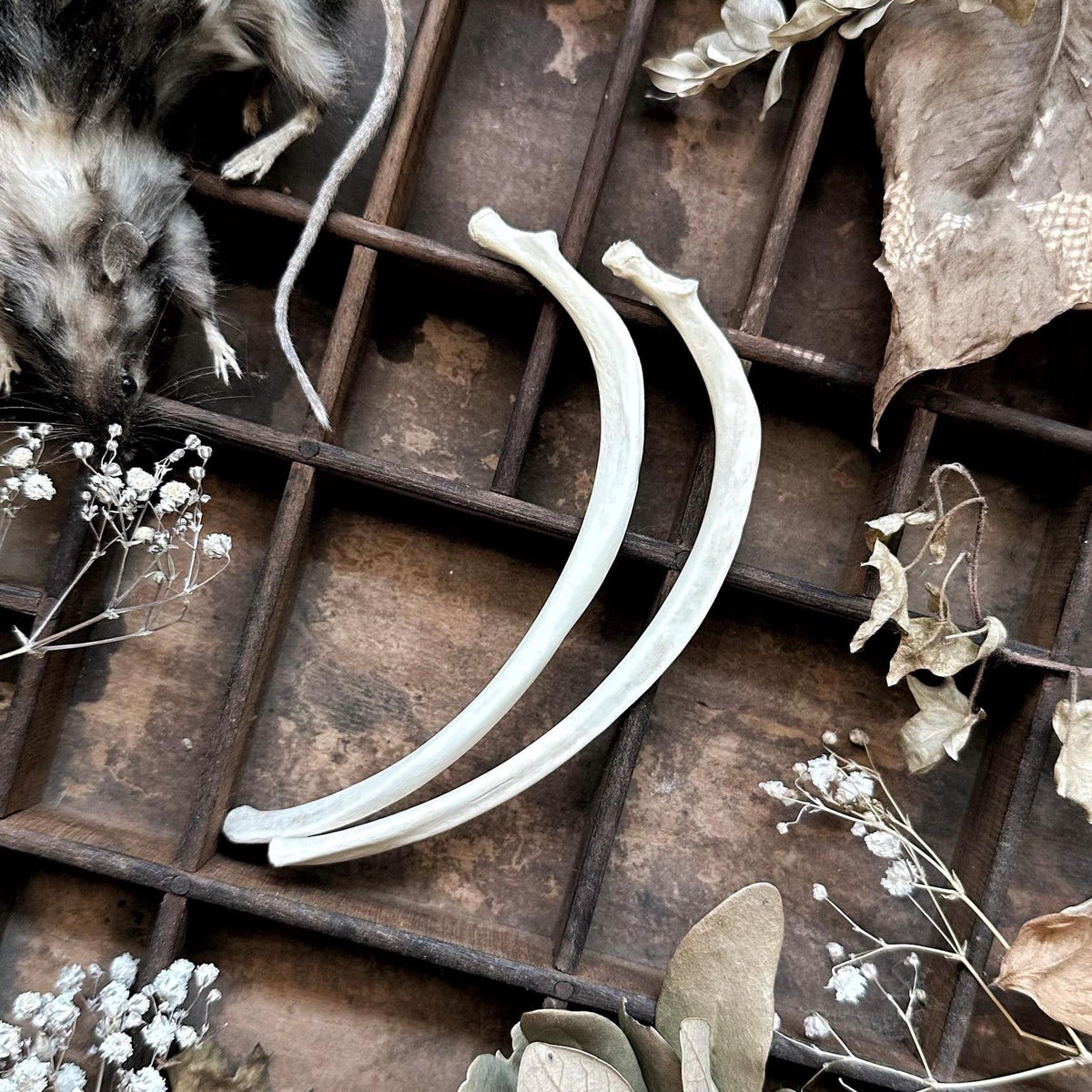Real Pair of Large Beaver Rib Bones – No. 03