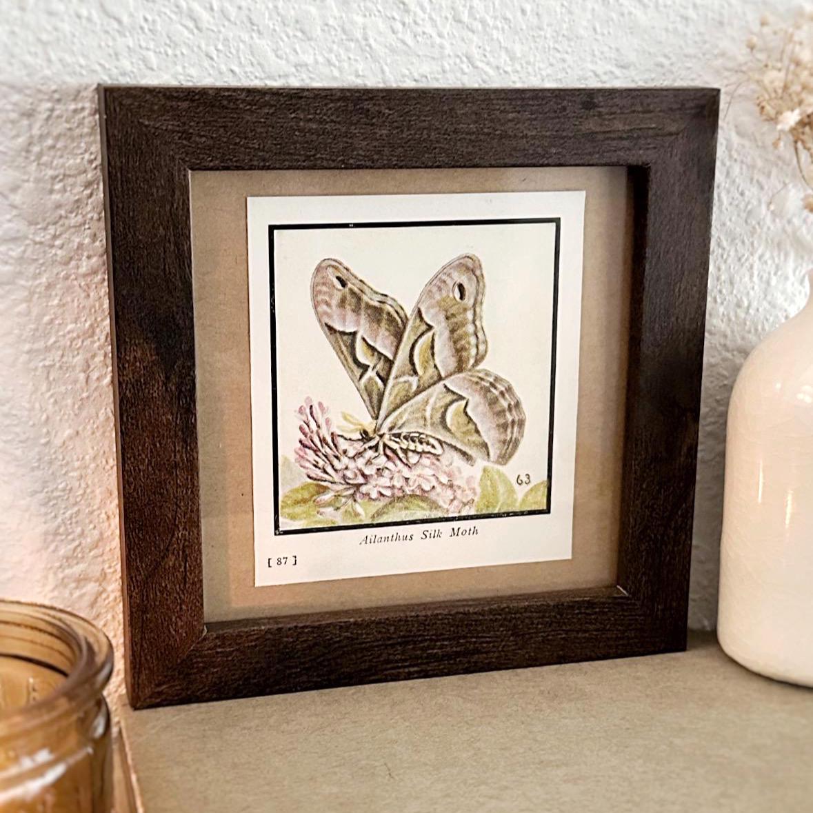 1934 Silk Moth – 4x4 Framed Vintage 1930's Print