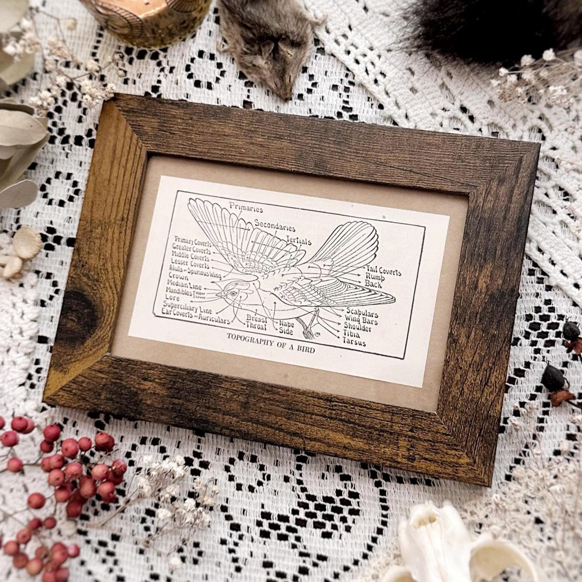 1923 The Topography of a Bird – 4x6 Framed Vintage 1920's Bird Book Page
