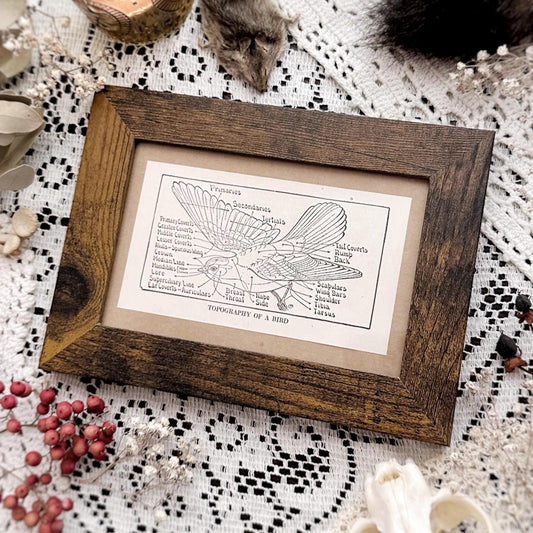 1923 The Topography of a Bird – 4x6 Framed Vintage 1920's Bird Book Page