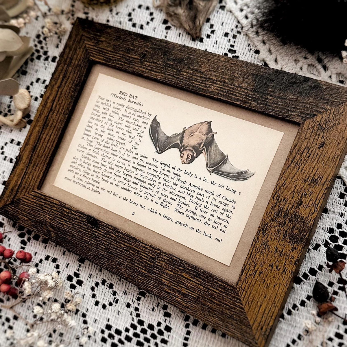 1938 The Red Bat – 4x6 Framed Vintage 1930's Animal Book Page