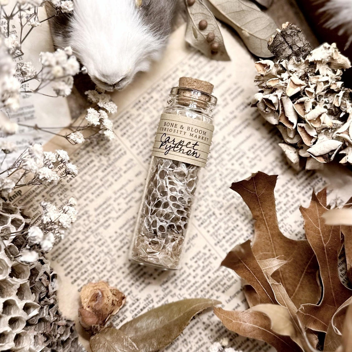 Real Carpet Python Snake Skin in Glass Vial