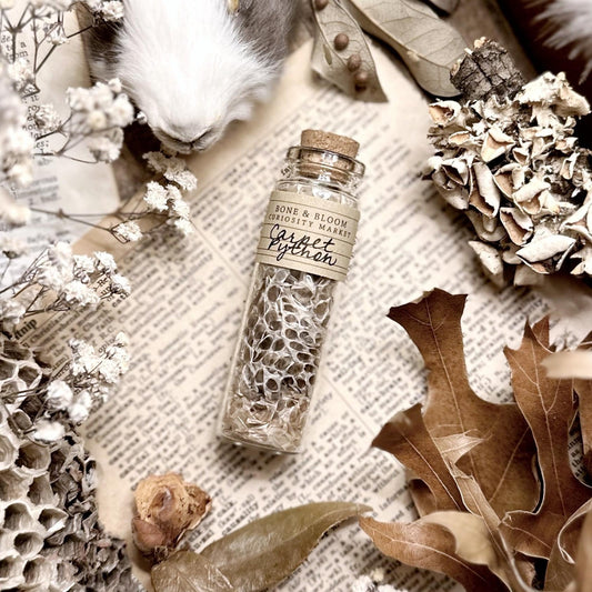 Real Carpet Python Snake Skin in Glass Vial