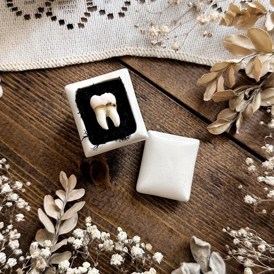 Real Human Tooth in Tiny Vintage Porcelain Trinket Box – No. 01