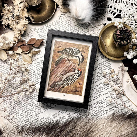 1916 Woodpeckers – 2x3 Tiny Framed Vintage Early 1900's Bird Print
