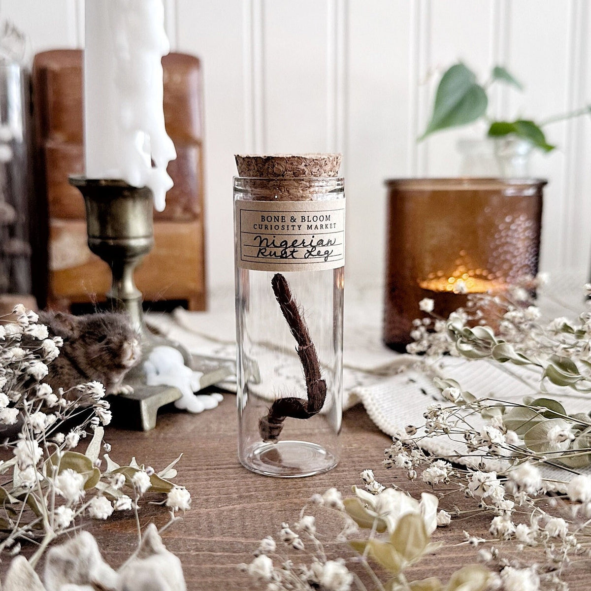 Nigerian Rust Leg Tarantula Leg in Glass Vial – No. 02