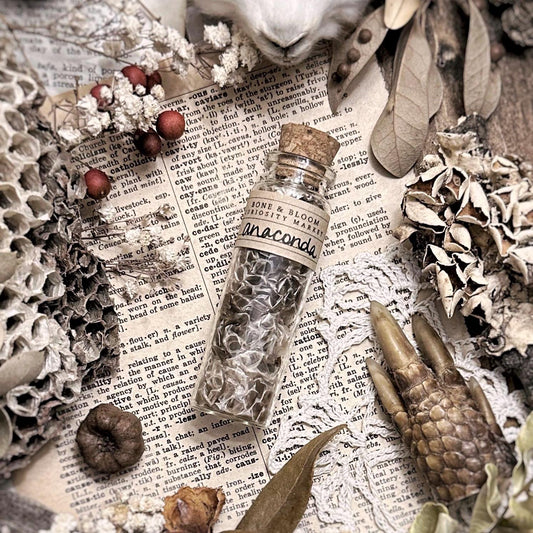 Real Anaconda Snake Skin in Glass Vial