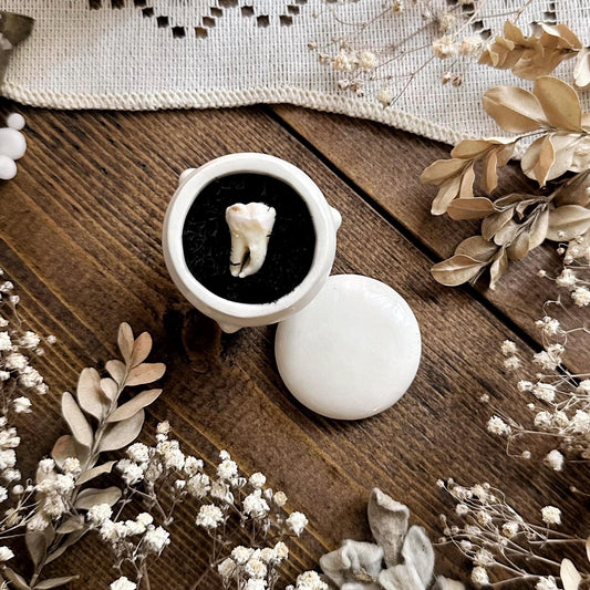 Real Human Tooth in Tiny Vintage Porcelain Trinket Box – No. 05