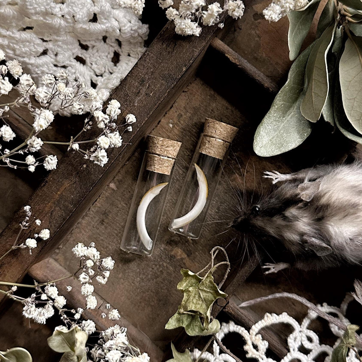 One Real Squirrel Tooth in Glass Vial – No. 03