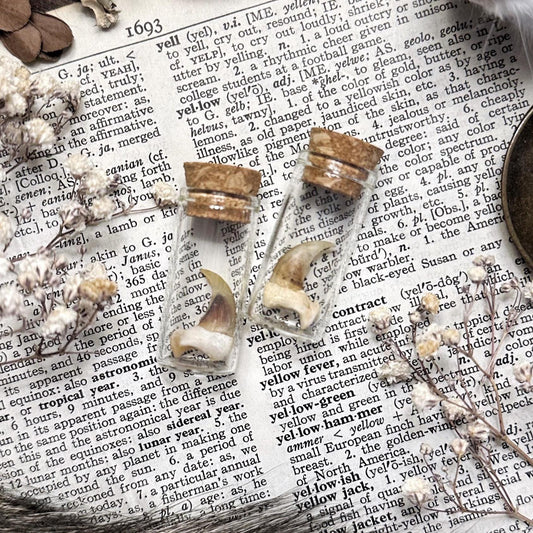 One Real Bobcat Claw in Glass Vial