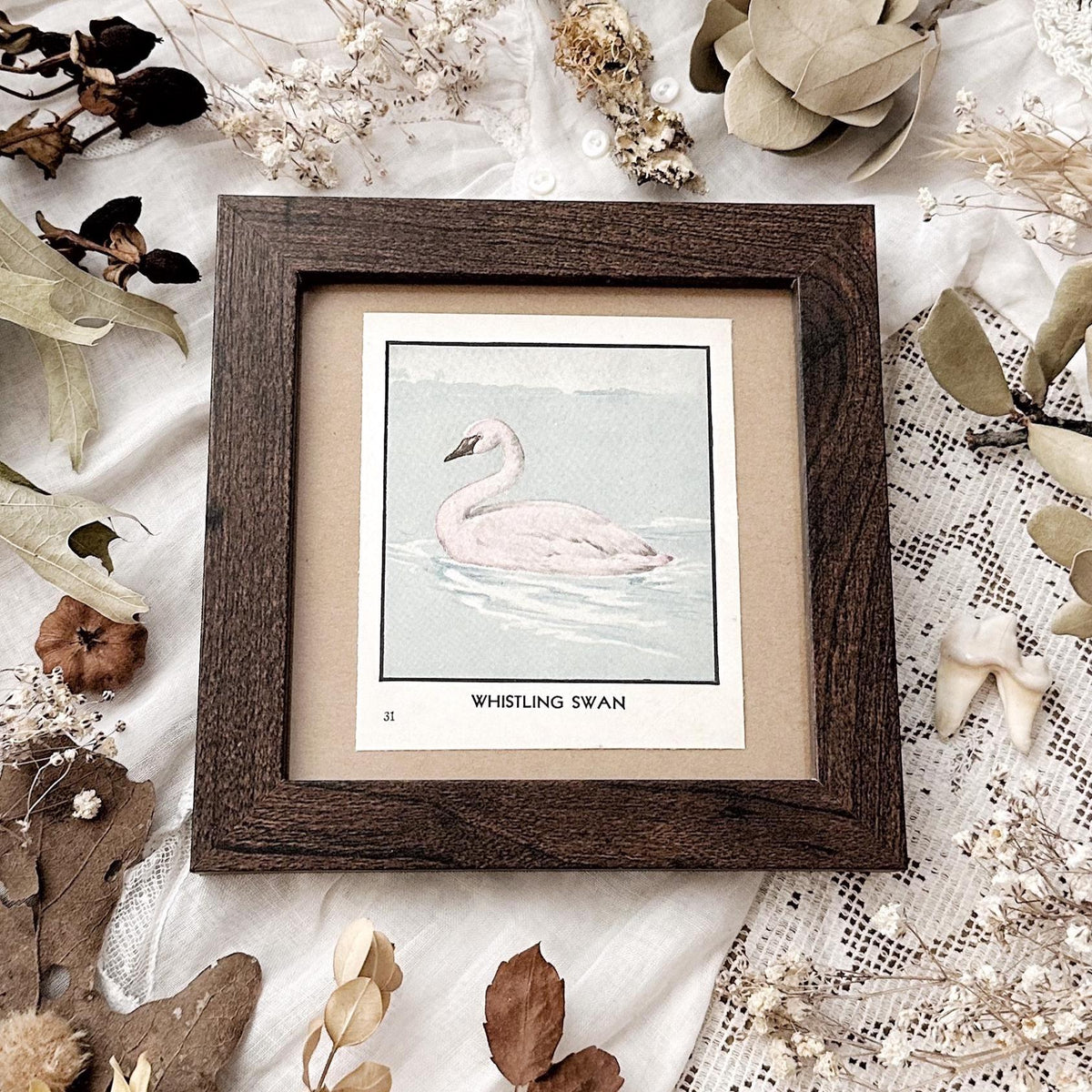1931 The Whistling Swan – 4x4 Framed Vintage 1930's Bird Print