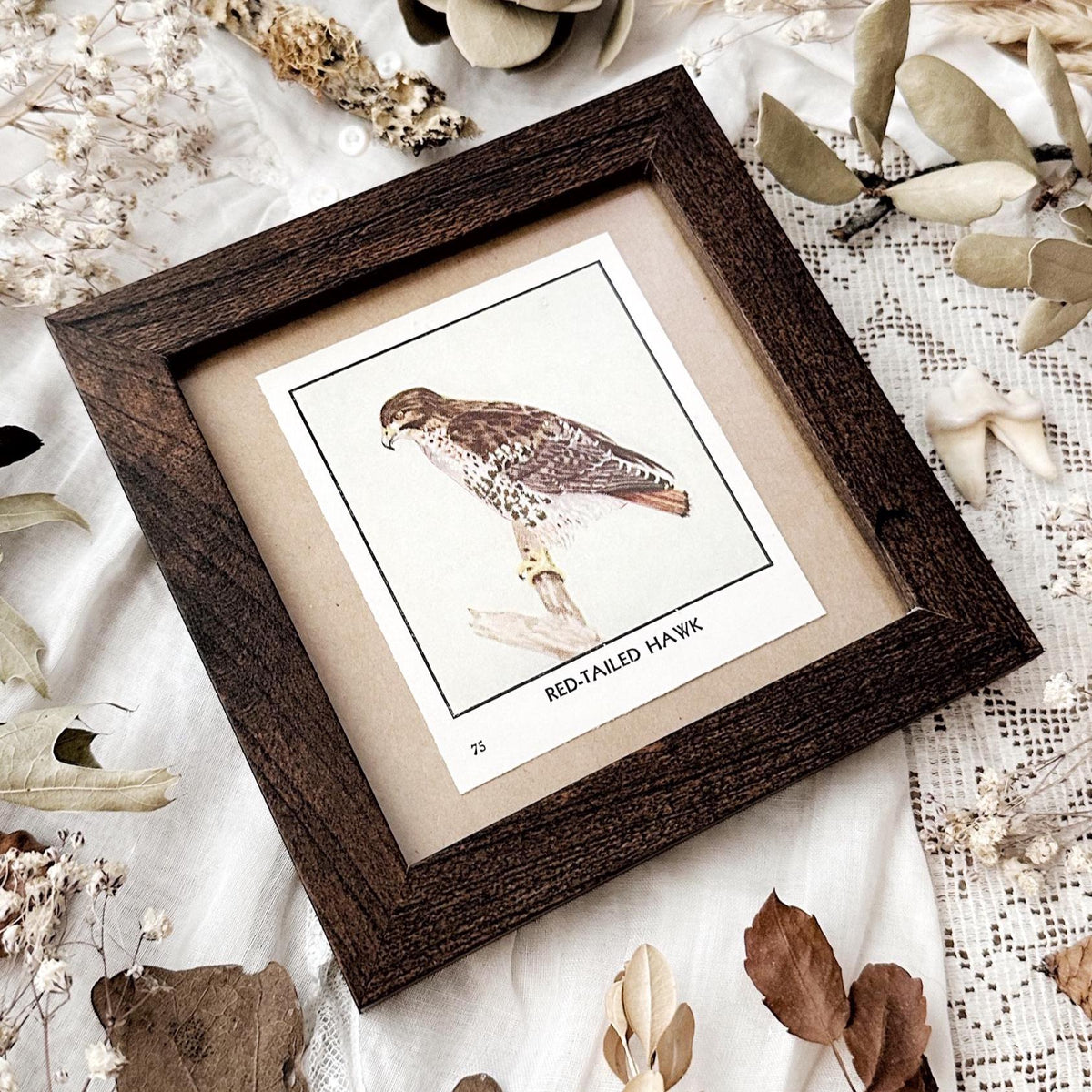 1931 The Red-Tailed Hawk – 4x4 Framed Vintage 1930's Bird Print