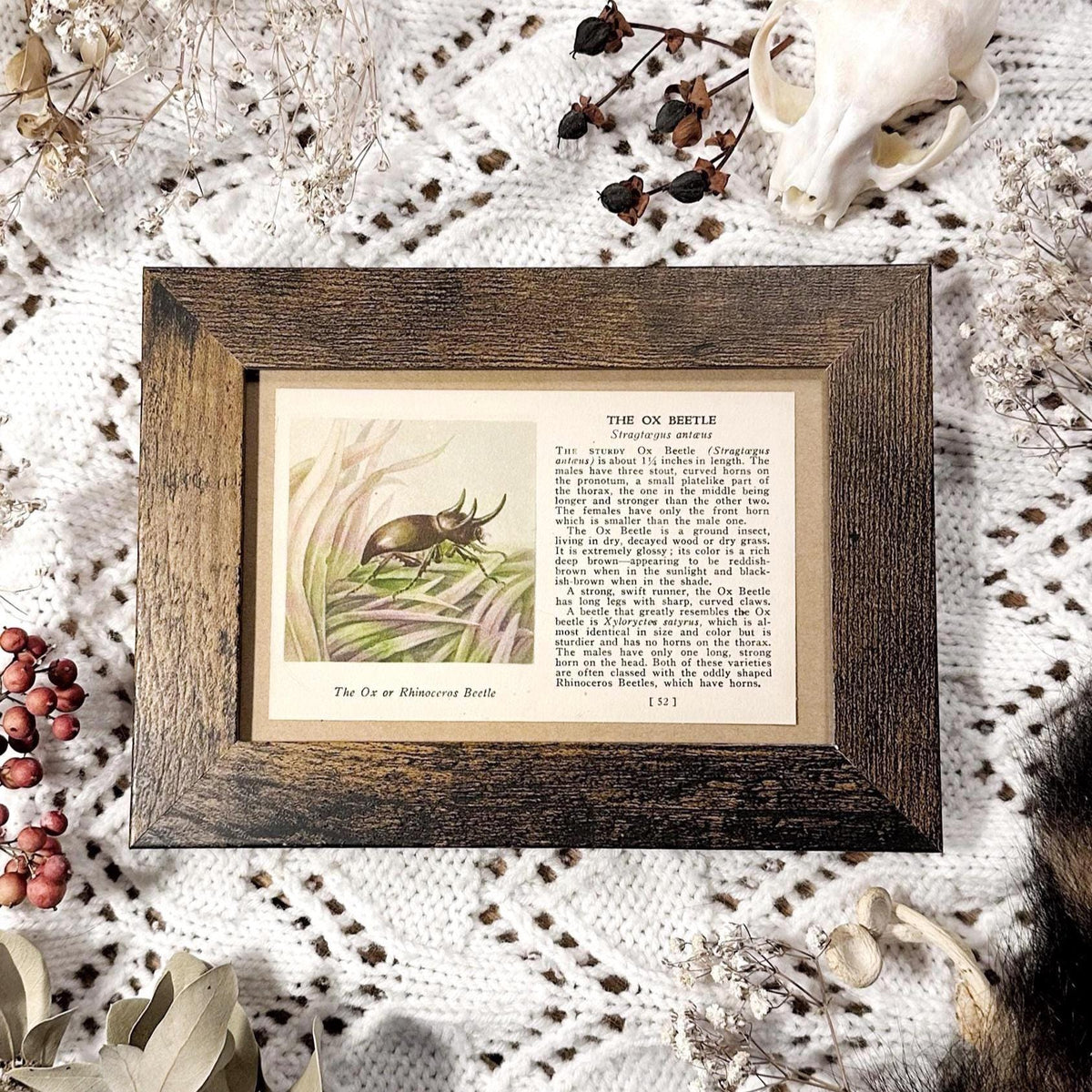 1937 The Ox Beetle – 4x6 Framed Vintage 1930's Insect Book Page