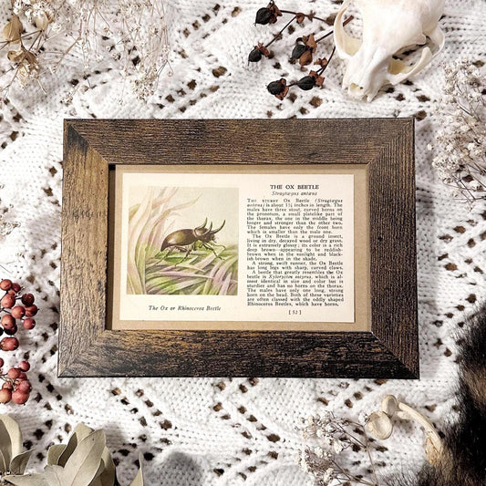 1937 The Ox Beetle – 4x6 Framed Vintage 1930's Insect Book Page