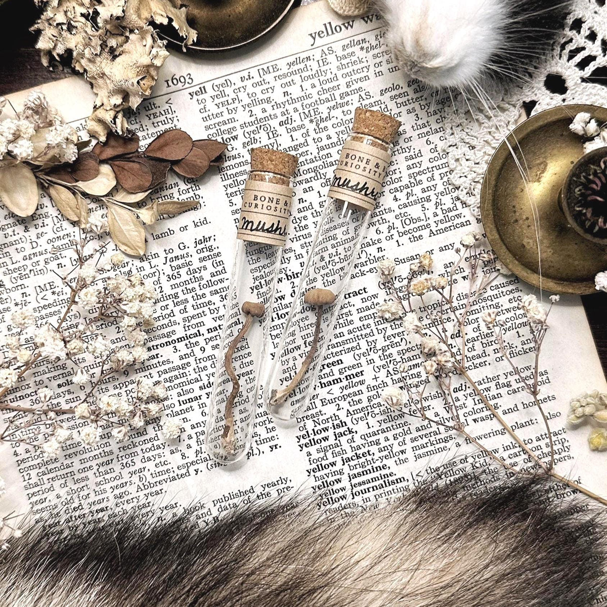 Petite Dried Mushroom in Glass Vial – No. 01
