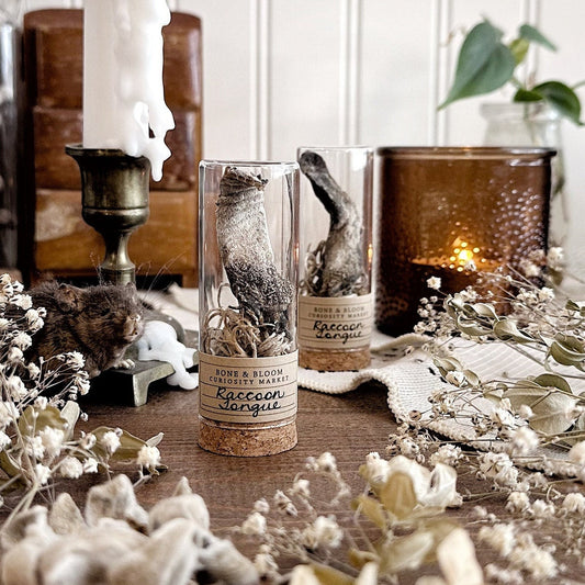 One Real Mummified Raccoon Tongue in Glass Vial – No. 04