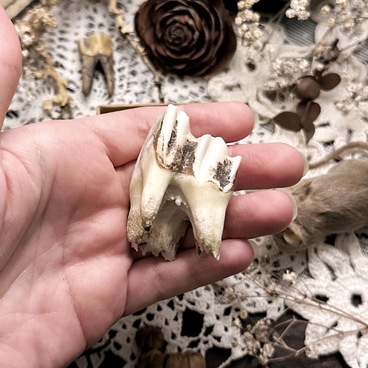 Real Rustic Cow Tooth in Kraft Box – No. 01